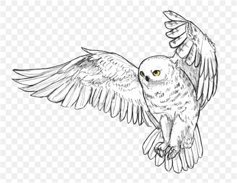 Snowy Owl Drawing - Owl Drawing Snowy Drawings Pencil Owls Sketch Draw ...