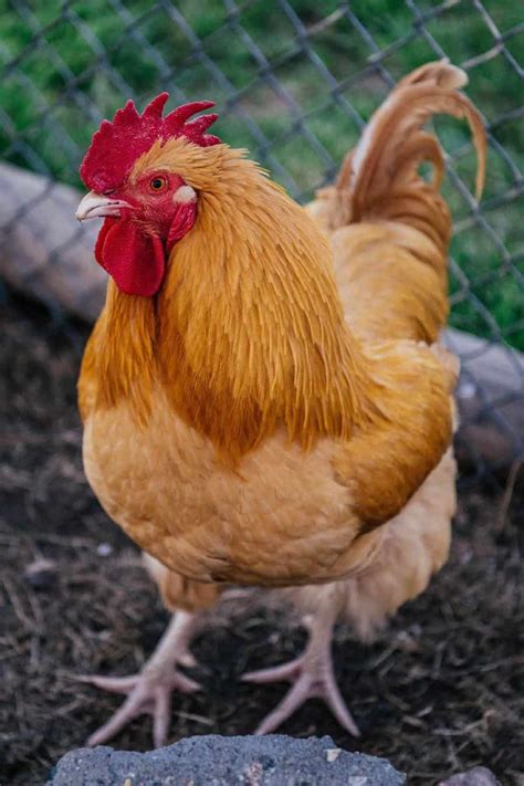 Top 8 Friendliest Chicken Breeds (Best Pet Chickens With Pictures)