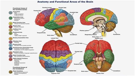 Main Parts Of The Brain And Functions