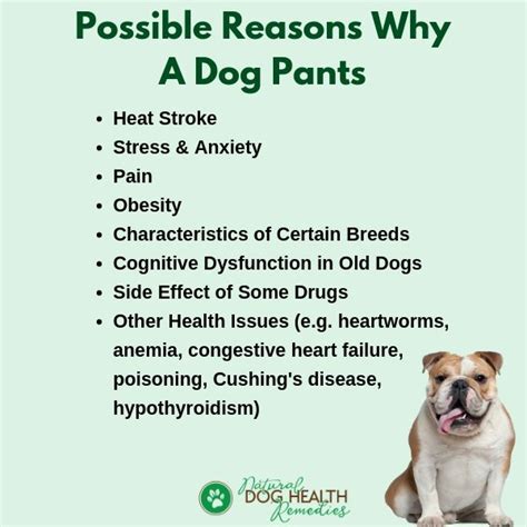 What Causes Excessive Panting in Dogs?