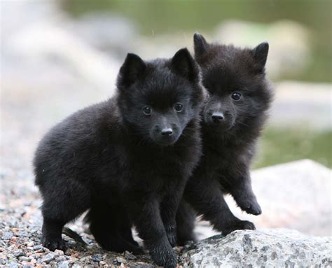 Schipperke Breed Guide - Learn about the Schipperke.