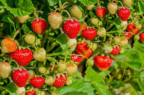 Best Berry Plants for Edible Landscaping