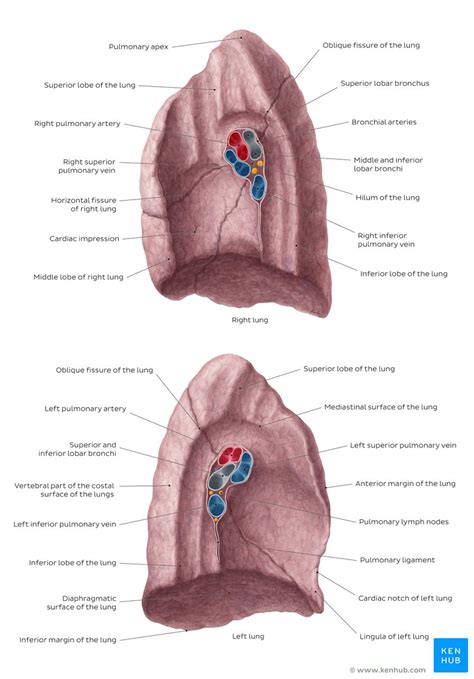 Hilum of the lung: Anatomy and clinical aspects | Kenhub