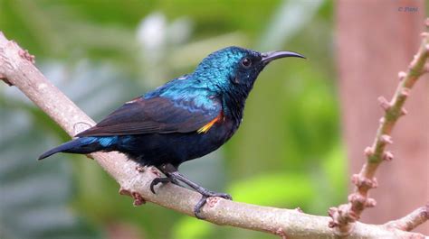 Purple Sunbird, but its an adult male intermediate : r/PicsOfUnusualBirds