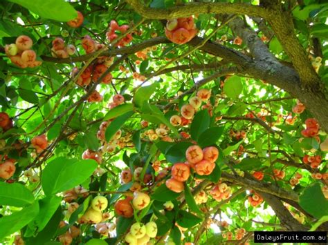 Buy Wax Jambu Pink Fruit Tree - Syzygium samarangense