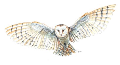 Flying Owl Drawing | Owl tattoo drawings, Owls drawing, Owl tattoo