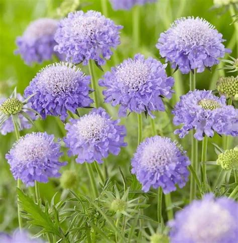 Scabiosa | The Gardening Plot