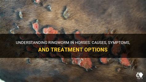 Understanding Ringworm In Horses: Causes, Symptoms, And Treatment ...