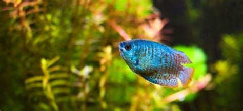 Dwarf Gourami - Tankmates, Diseases, Size and Care