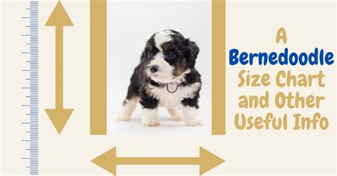 A Bernedoodle Size Chart and Other Useful Info - Poodles Love