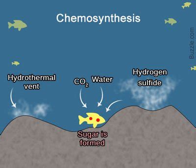 Chemosynthesis in Biology: Definition, Equation, Examples