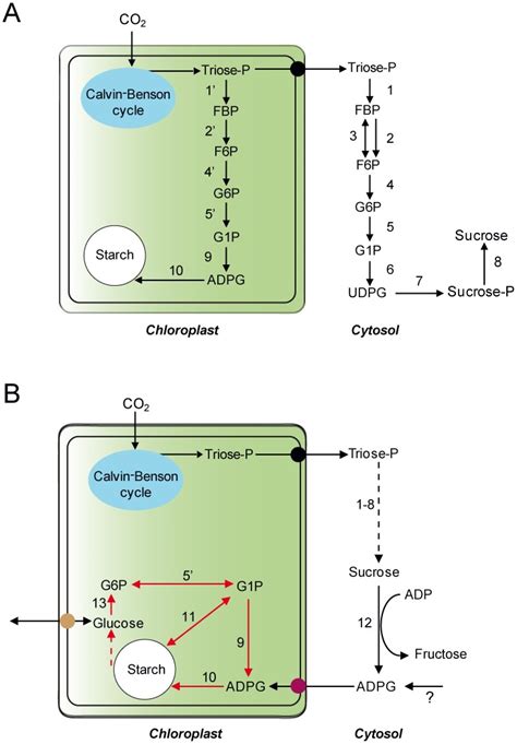 (A) The classic model of starch biosynthesis according to which (a) the ...