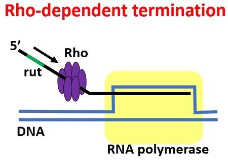 What is Rho Protein? Definition, Rho Dependent and Independent ...