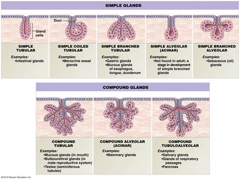 A structural classification of exocrine glands. | Exocrine gland, Human ...