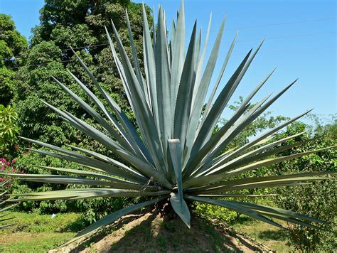 Los beneficios a la salud que ofrece el agave, más allá del tequila ...