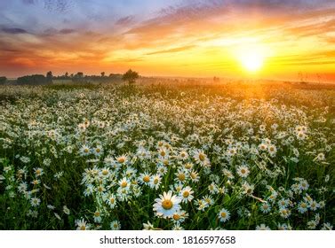 Beautiful Morning Sunrise Flowers: Over 119,570 Royalty-Free Licensable ...