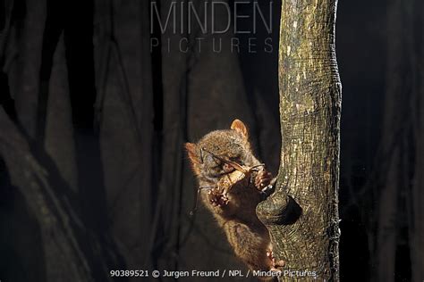 Spectral Tarsier stock photo - Minden Pictures