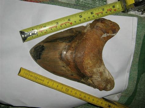 This is the largest Megalodon tooth ever found : r/TheGreatOnesReborn