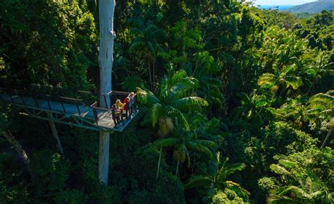 Tamborine Rainforest Skywalk - Scenic Rim