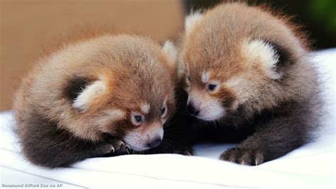 Rosamond Gifford Zoo announces welcomes twin red panda cubs - ABC7 New York