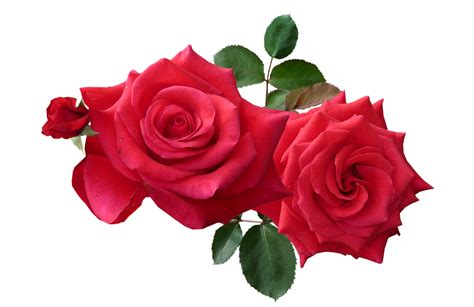 Rose PNG flower images, free download