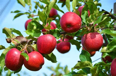 Stayman Winesap Apple Tree | Ison's Nursery & Vineyard