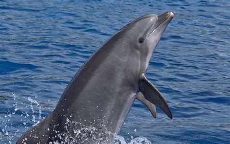 Dolphins and Humans - Dolphin Facts and Information