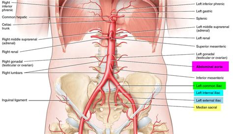 Iliac Artery - Common iliac artery, Internal & External iliac artery ...