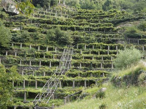 Grape Guide: The Nuances of Nebbiolo in Piedmont - Wine 365