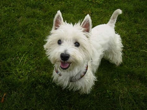 West Highland White Terrier - SpockTheDog.com