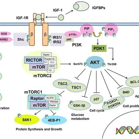 | Insulin-like growth factor-1 signaling pathway-targeting miRNAs ...