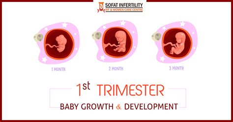 3 Months Pregnant, Belly Development and What are the Symptoms at 3 ...