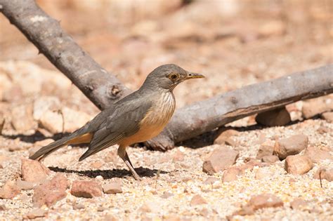 Rufous-bellied Thrush | BirdForum