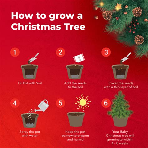 Grow Your Own Christmas Tree - Seeds Starter Kit – Grow Buddha