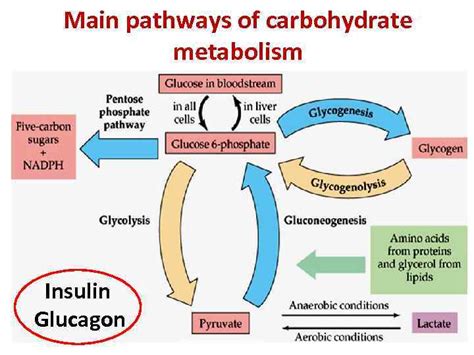 CARBOHYDRATE METABOLISM Main pathways of carbohydrate metabolism