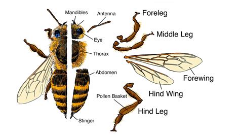 Bee Parts: Anatomy and Senses of the Bee | Celebrating Nebraska ...