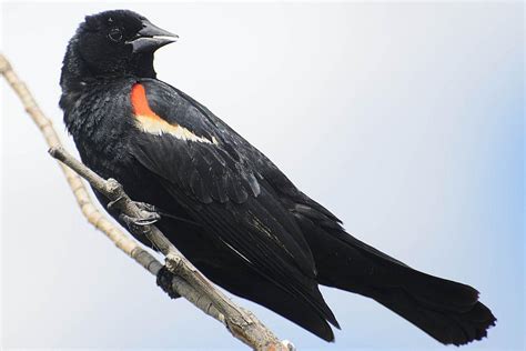 Red-Winged Blackbird - Agelaium phoeniceus