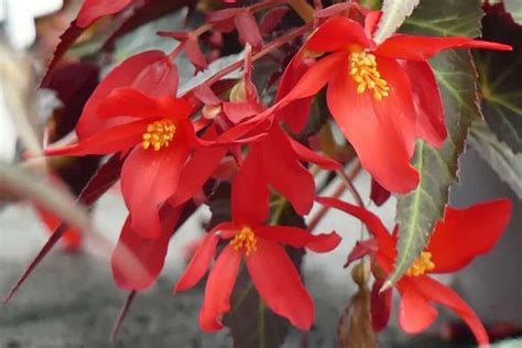 Begonia Boliviensis Care And Propagation Guide | Houseplant Alley