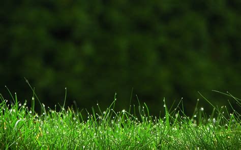 Grass Wallpapers HD Free Download