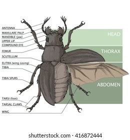 Beetle Wings Anatomy