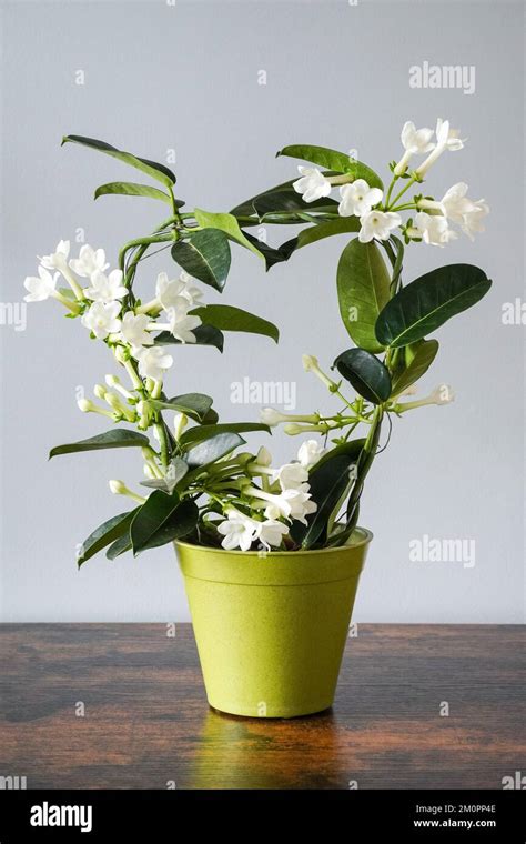 Stephanotis floribunda indoor plant hi-res stock photography and images ...