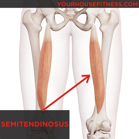 Muscle Breakdown: Semitendinosus