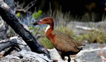 New research into flightlessness in the Aldabra rail indicates it could ...