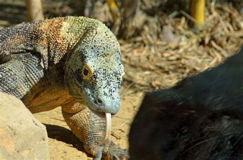 Komodo Dragon Fact Sheet - C.S.W.D