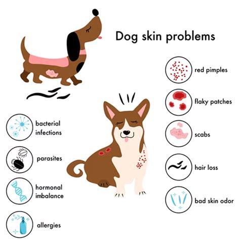 How Do You Treat Dog Allergies