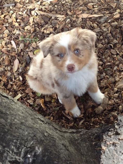 Red Merle Mini Australian Shepherd Puppy Mini Australian Shepherds ...