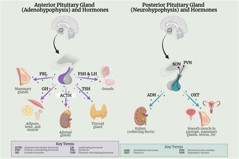 The Pituitary Gland - Rethink Biology Notes - Histology