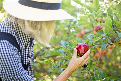 Fall Fruit Picking Guide | Goodwill Car Donations