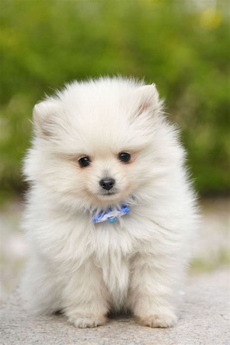 14 Small White Dog Breeds to Add to Your Family ASAP in 2020 | Dog ...