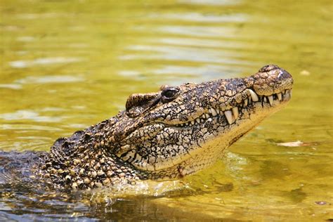 Cuban Crocodile - Crocodile Facts and Information